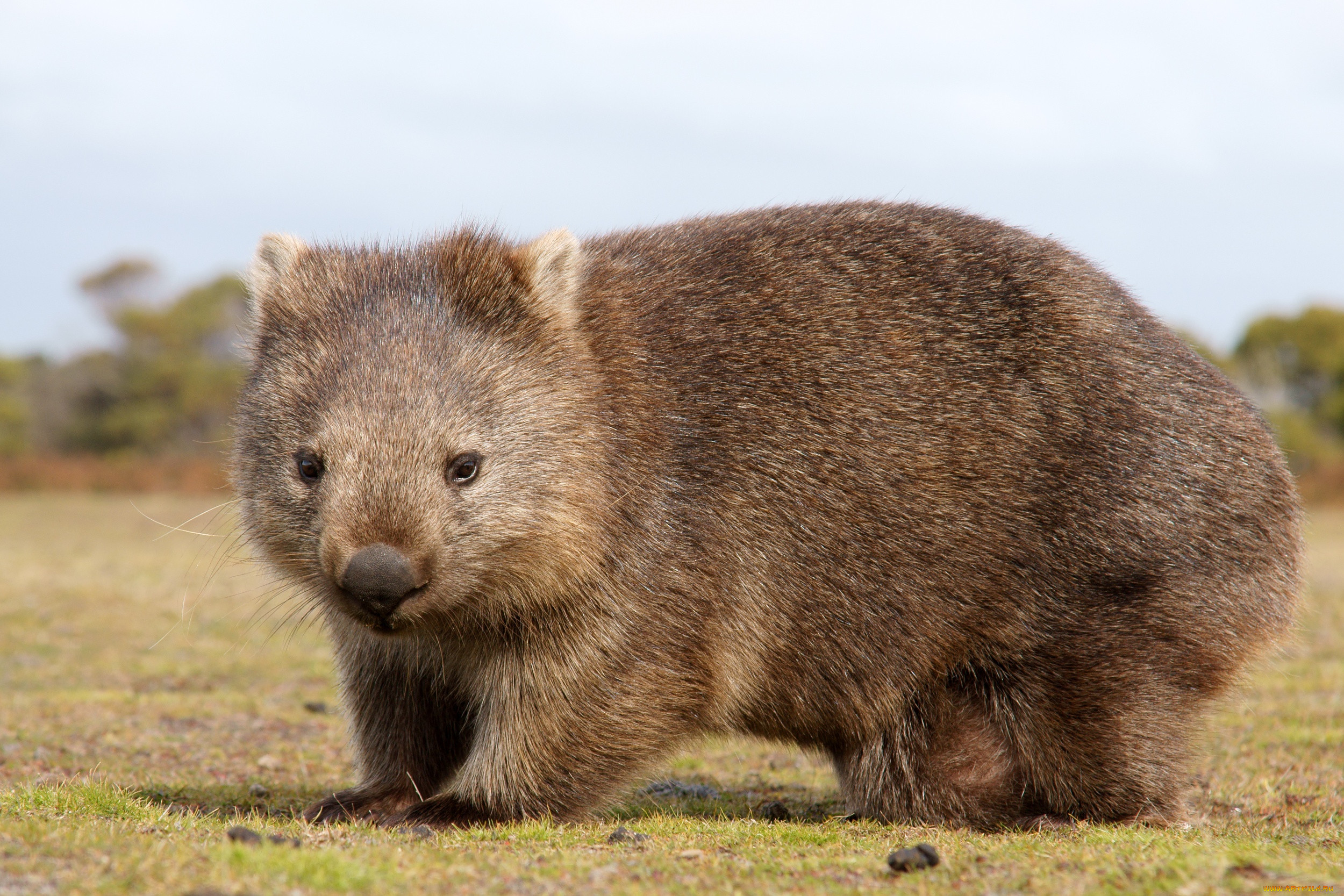 Удивительные животные австралии фото с названиями и описанием